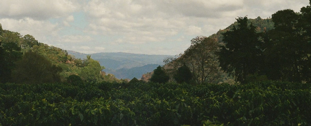 Earth Blend