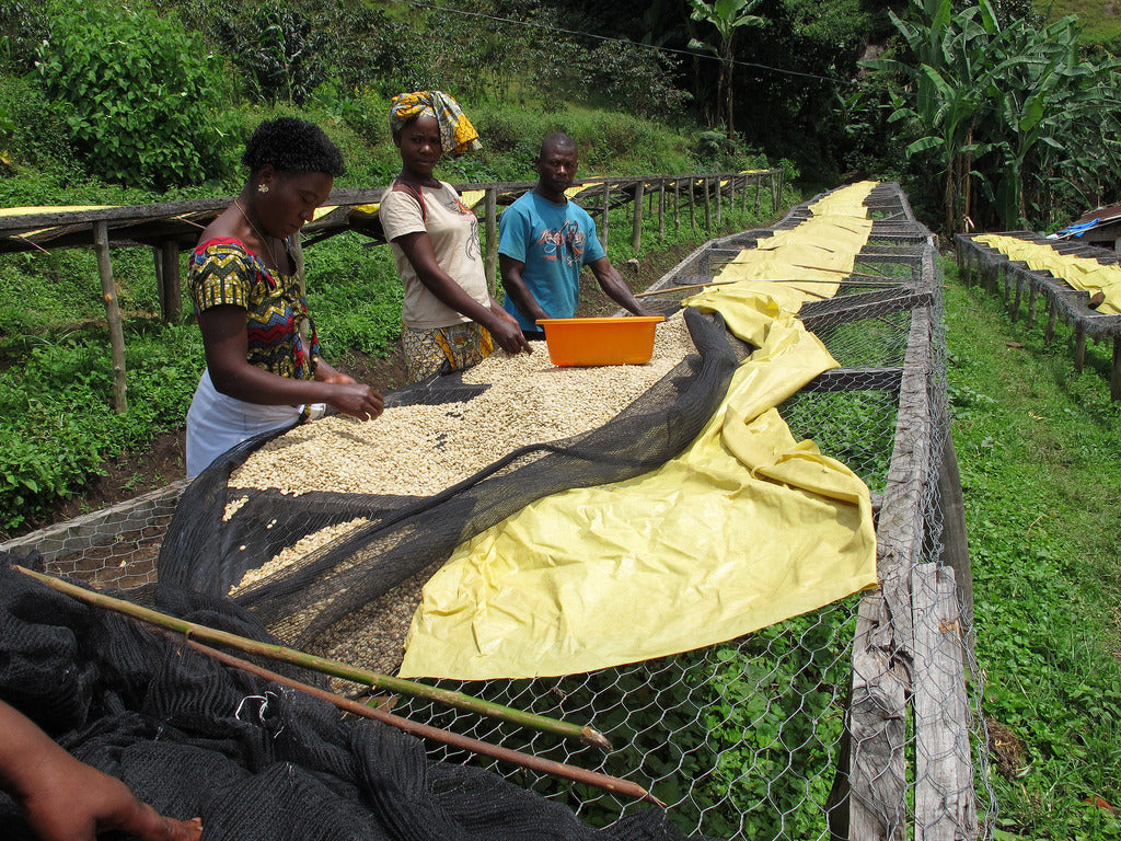 D.R. Congo Muungano