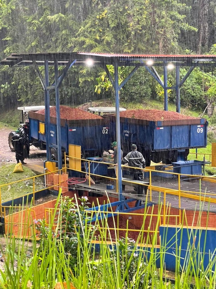 Sumatra Boru Batak