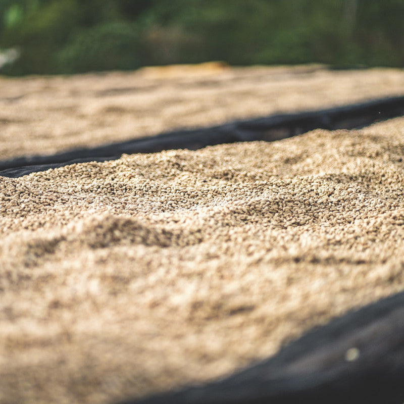 ETHIOPIA BIRUHI