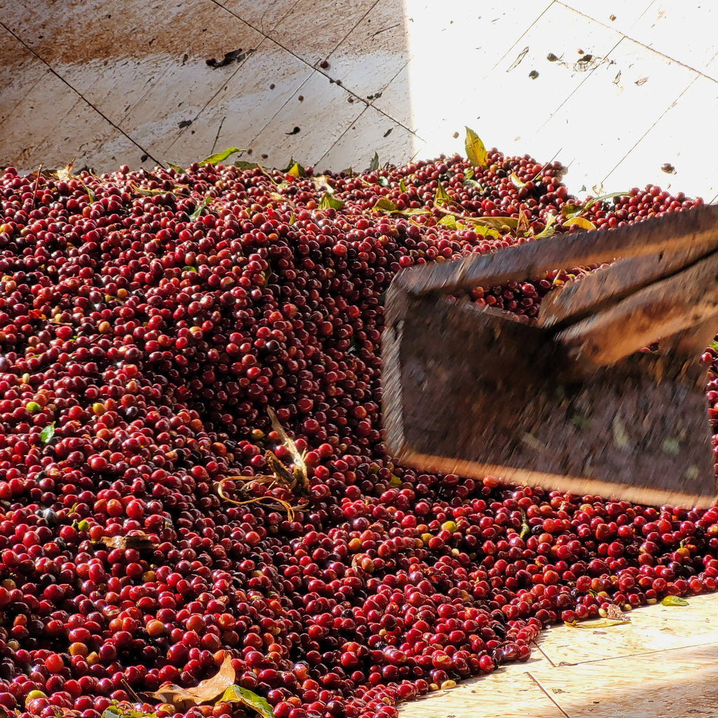 ETHIOPIA BIRUHI
