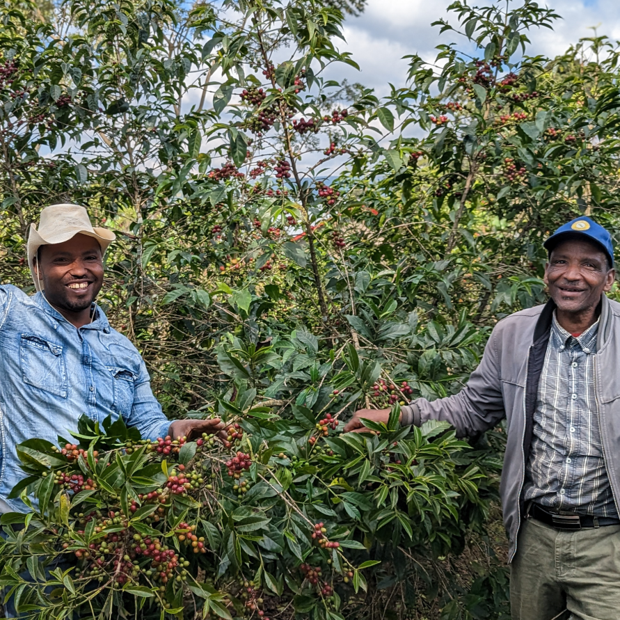 ETHIOPIA BIRUHI