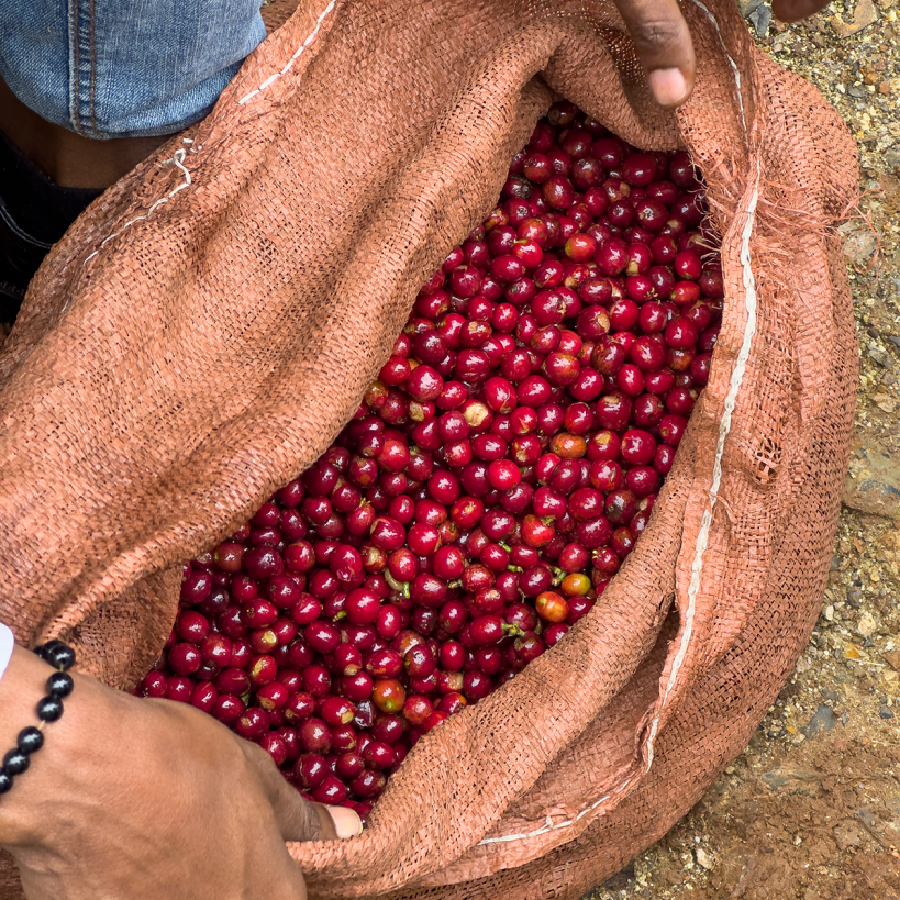 ETHIOPIA BIRUHI