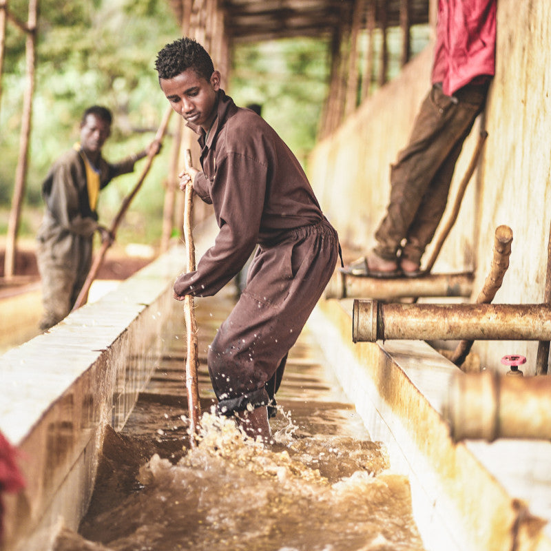 ETHIOPIA BIRUHI