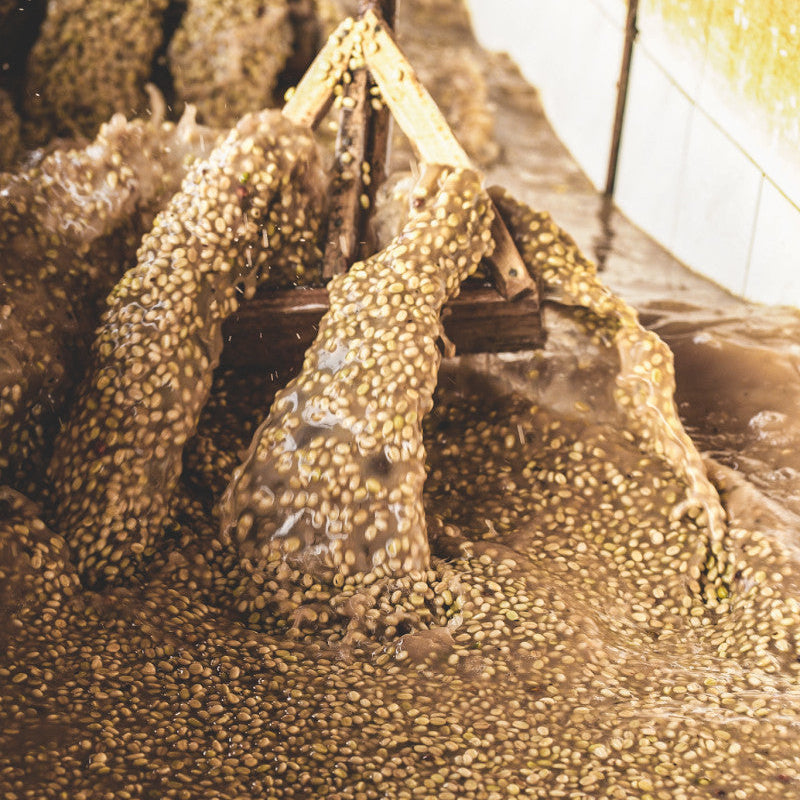 ETHIOPIA BIRUHI