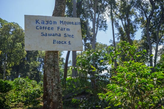 Ethiopia Kayon Mountain Washed
