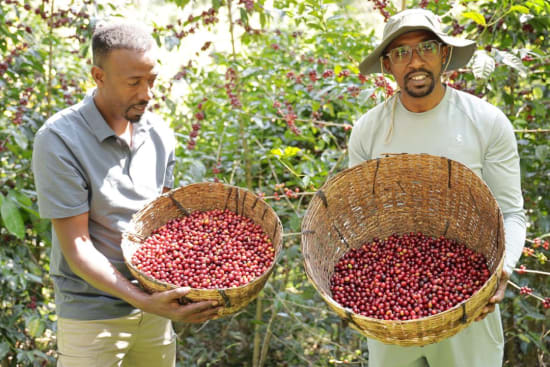 Ethiopia Kayon Mountain Washed