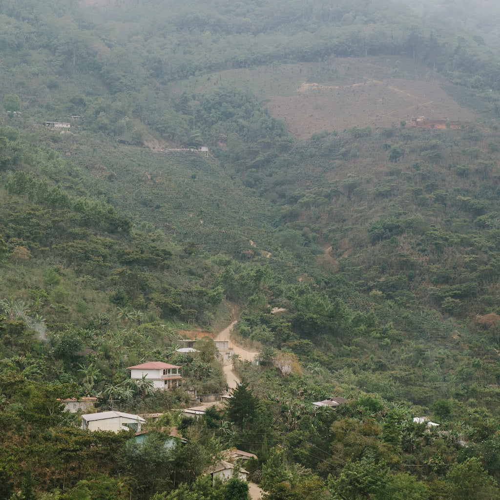 Guatemala Alma Washed