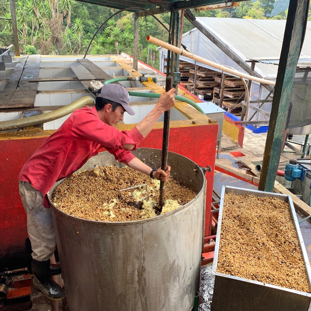 Guatemala Santa Ana Pineapple Process