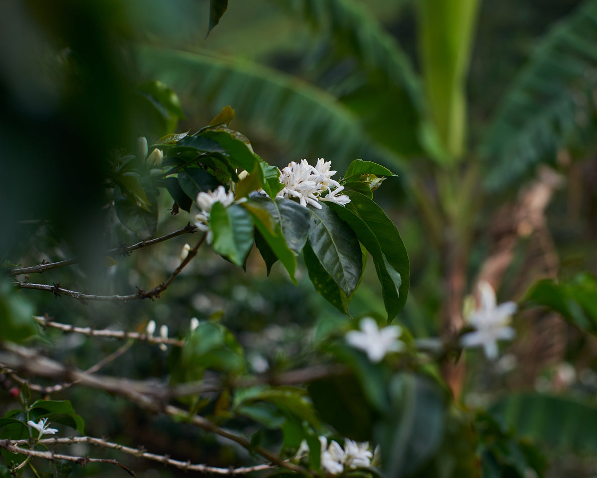 Guatemala Maria Escobar
