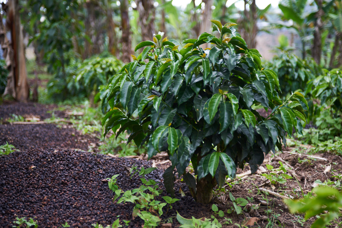 Guatemala Maria Escobar