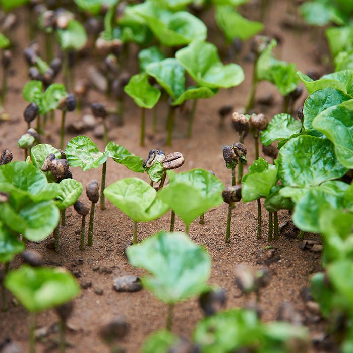 Decaf MWP Mexico Chiapas