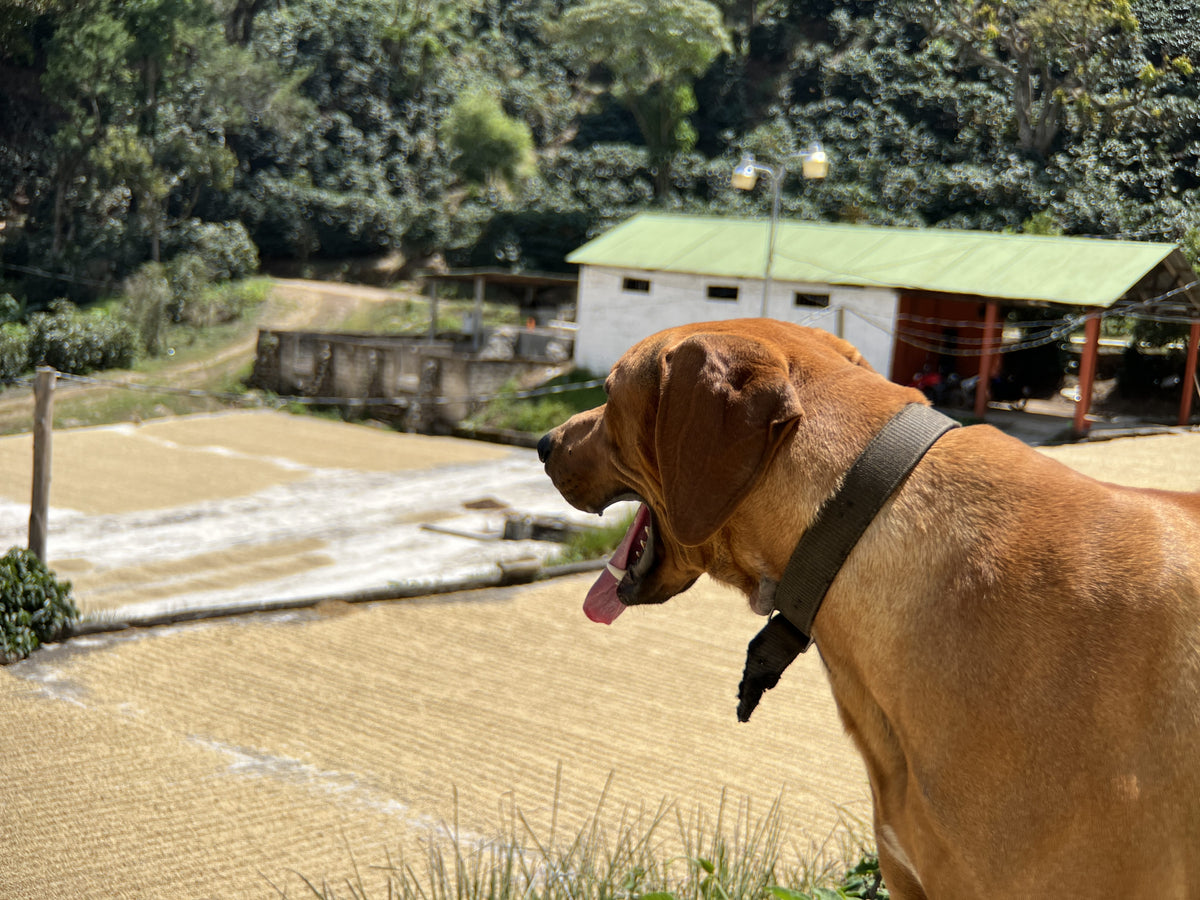 Guatemala El Socorro