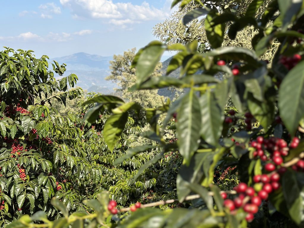 Guatemala El Socorro