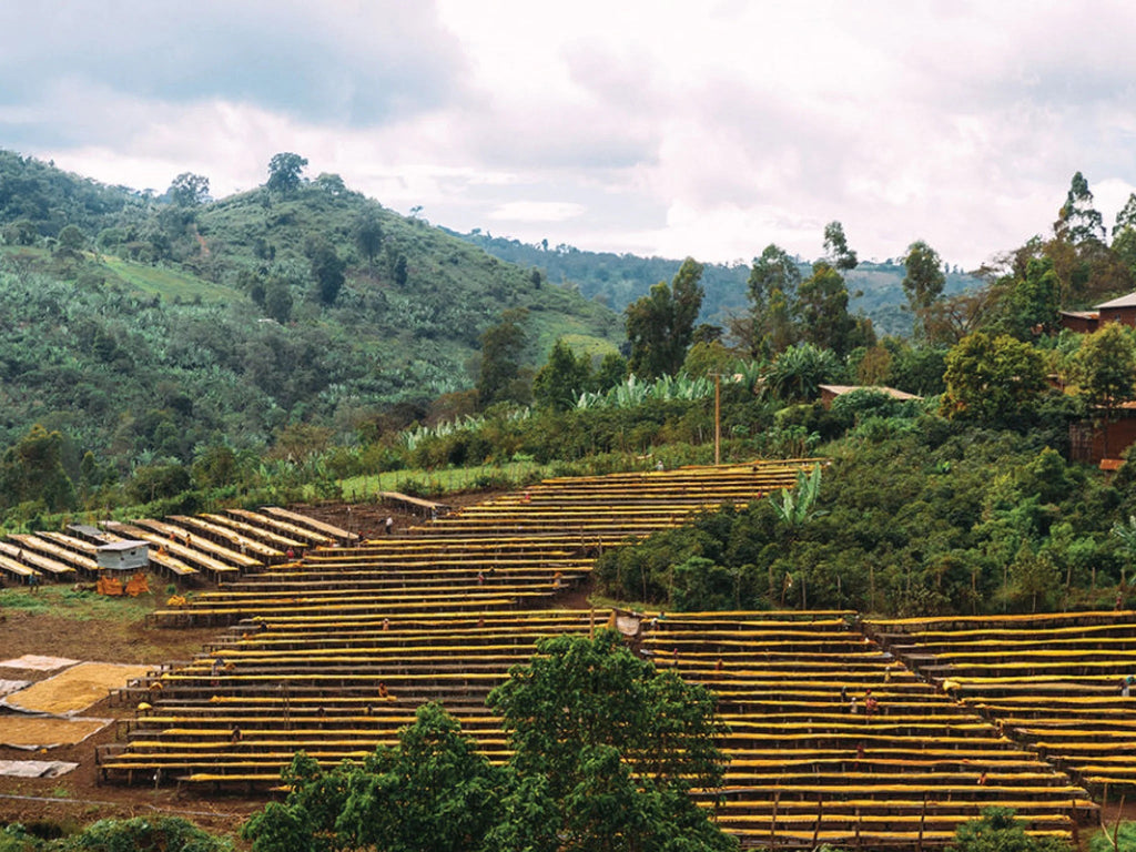 Ethiopia Suke Quto