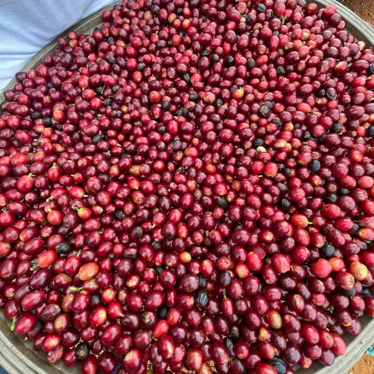 BRAZIL FAZENDA FRUTAS