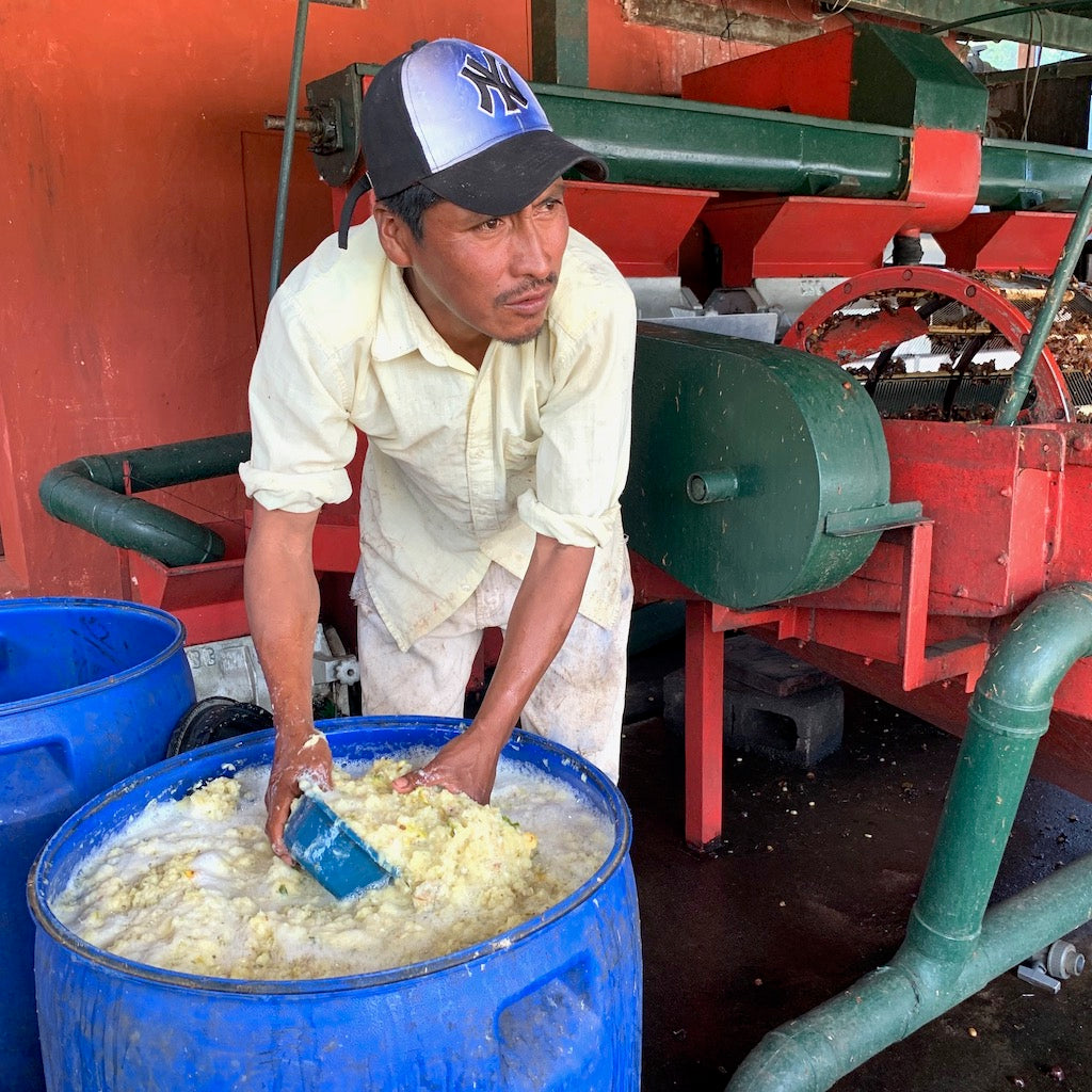 Guatemala Santa Ana Pineapple Process