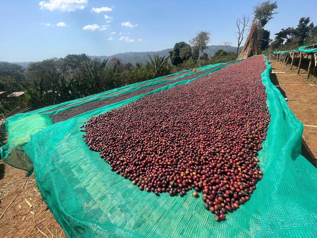 Ethiopia Haro Beddame Natural