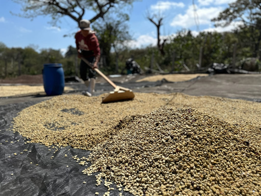 El Salvador Los Planes Pacamara