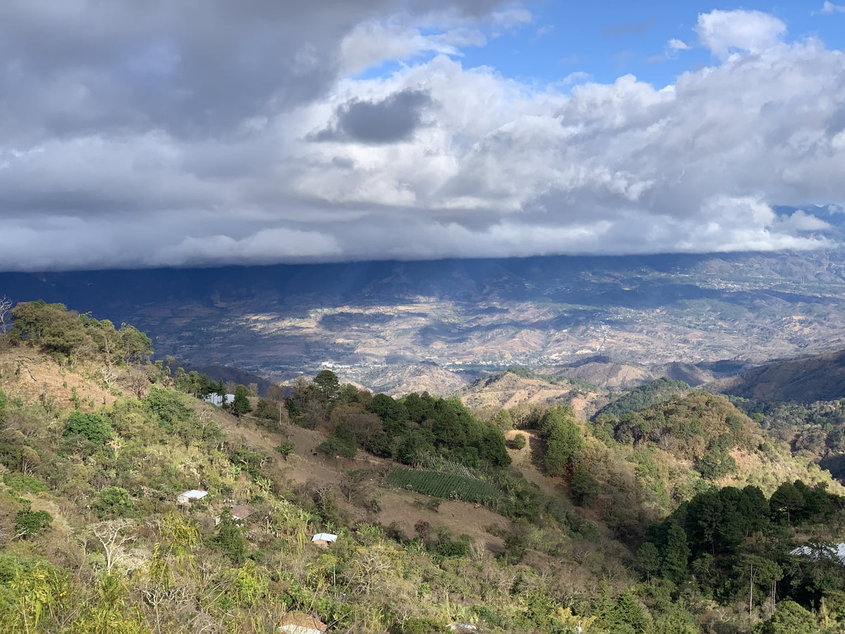 El Salvador Los Planes Pacamara