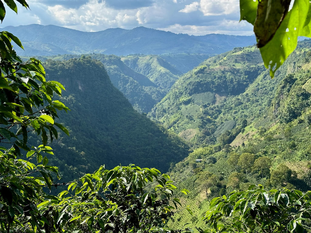 Colombia El Chaferote Pink Bourbon