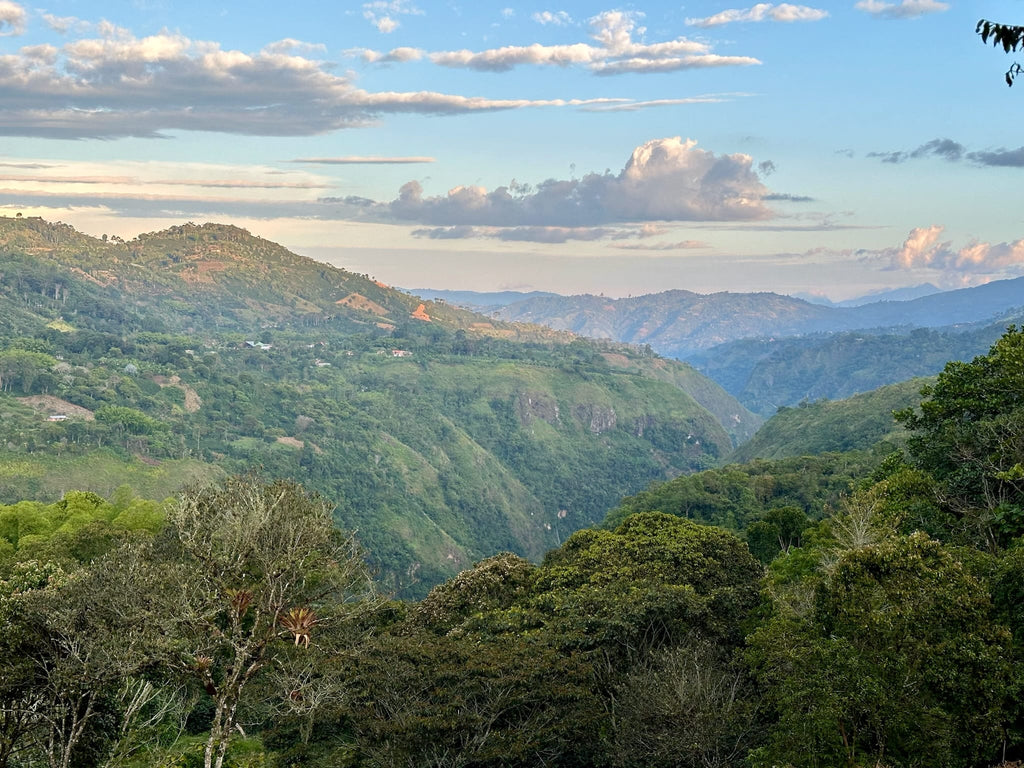 Colombia El Chaferote Pink Bourbon