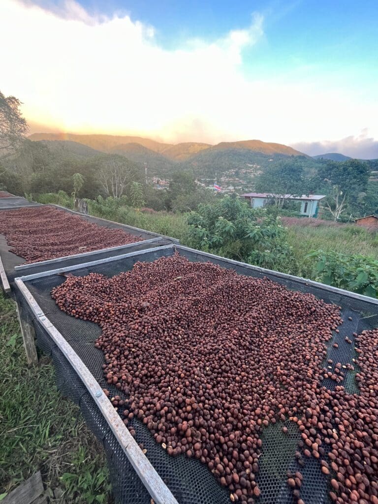 COSTA RICA VILLA SARCHI ANAEROBIC