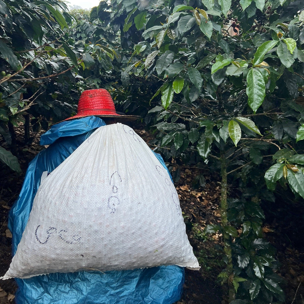 COLOMBIA LA PELOTA