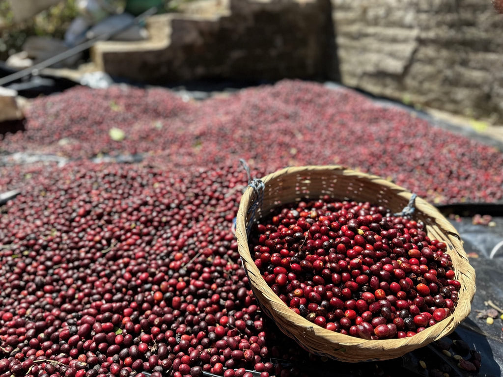 El Salvador Los Planes Pacamara