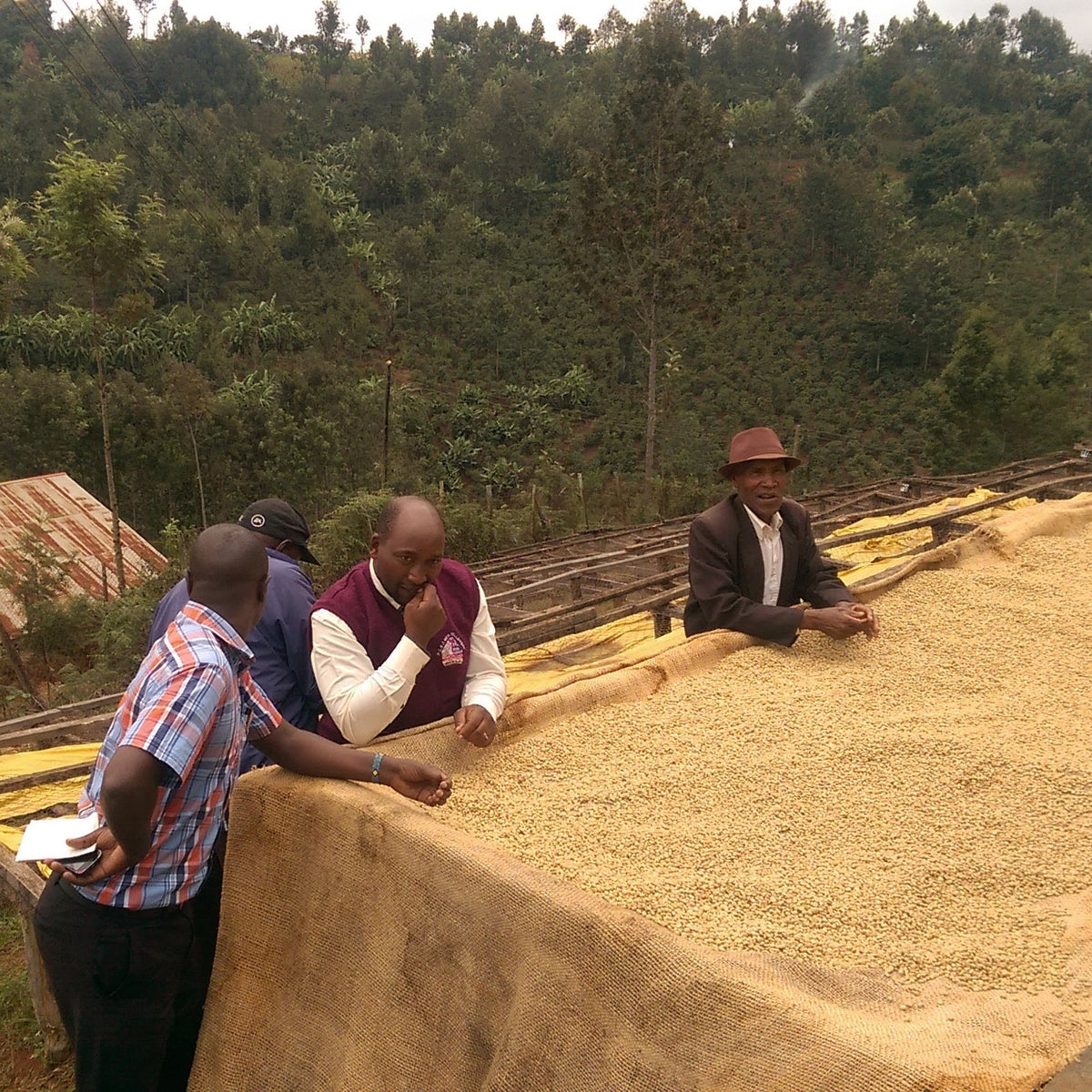 KENYA MBEGU NDOGO