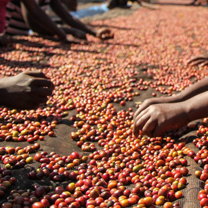 KENYA MBEGU NDOGO