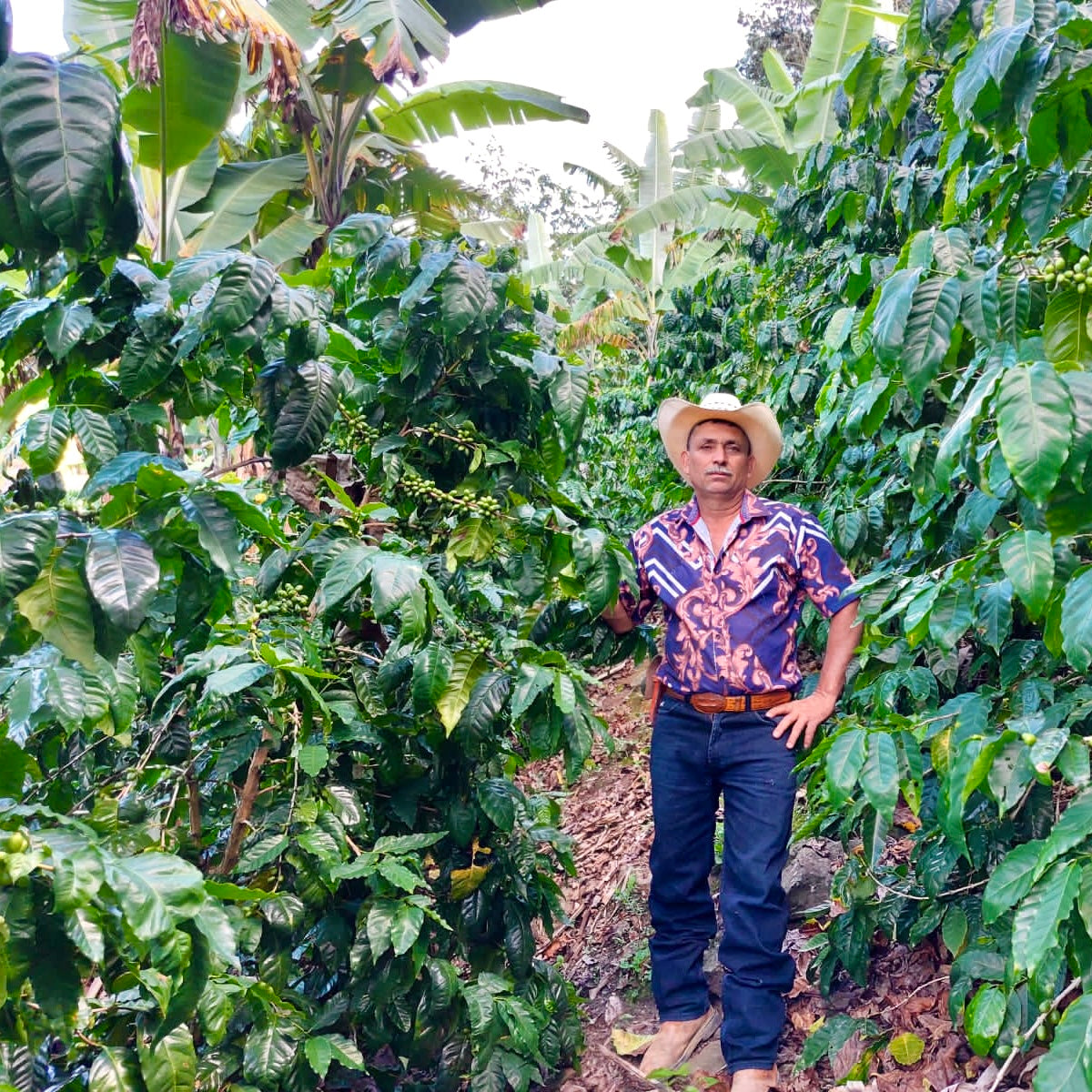 GUATEMALA JAIME MORALES MARAGOGYPE