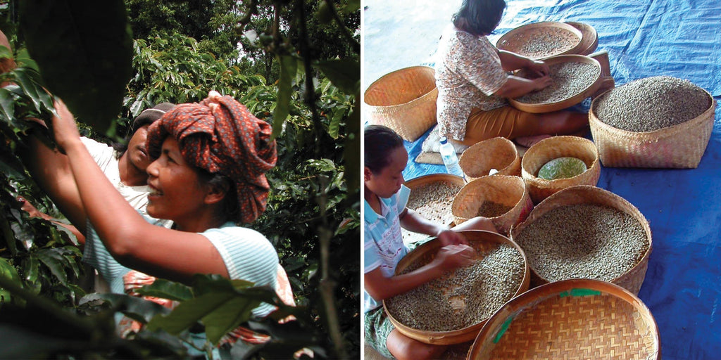 Sumatra Mutu Batak