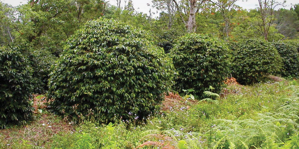 Sumatra Mutu Batak