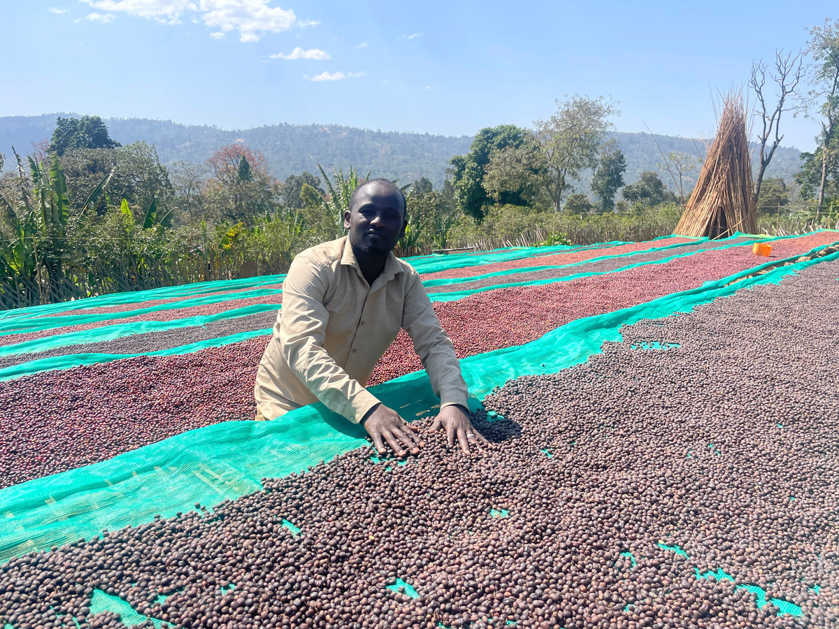 Ethiopia Haro Beddame Natural