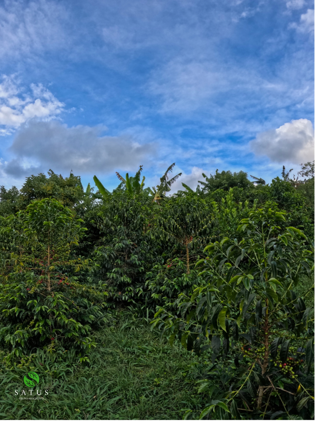 Colombia Vermillion Blaze