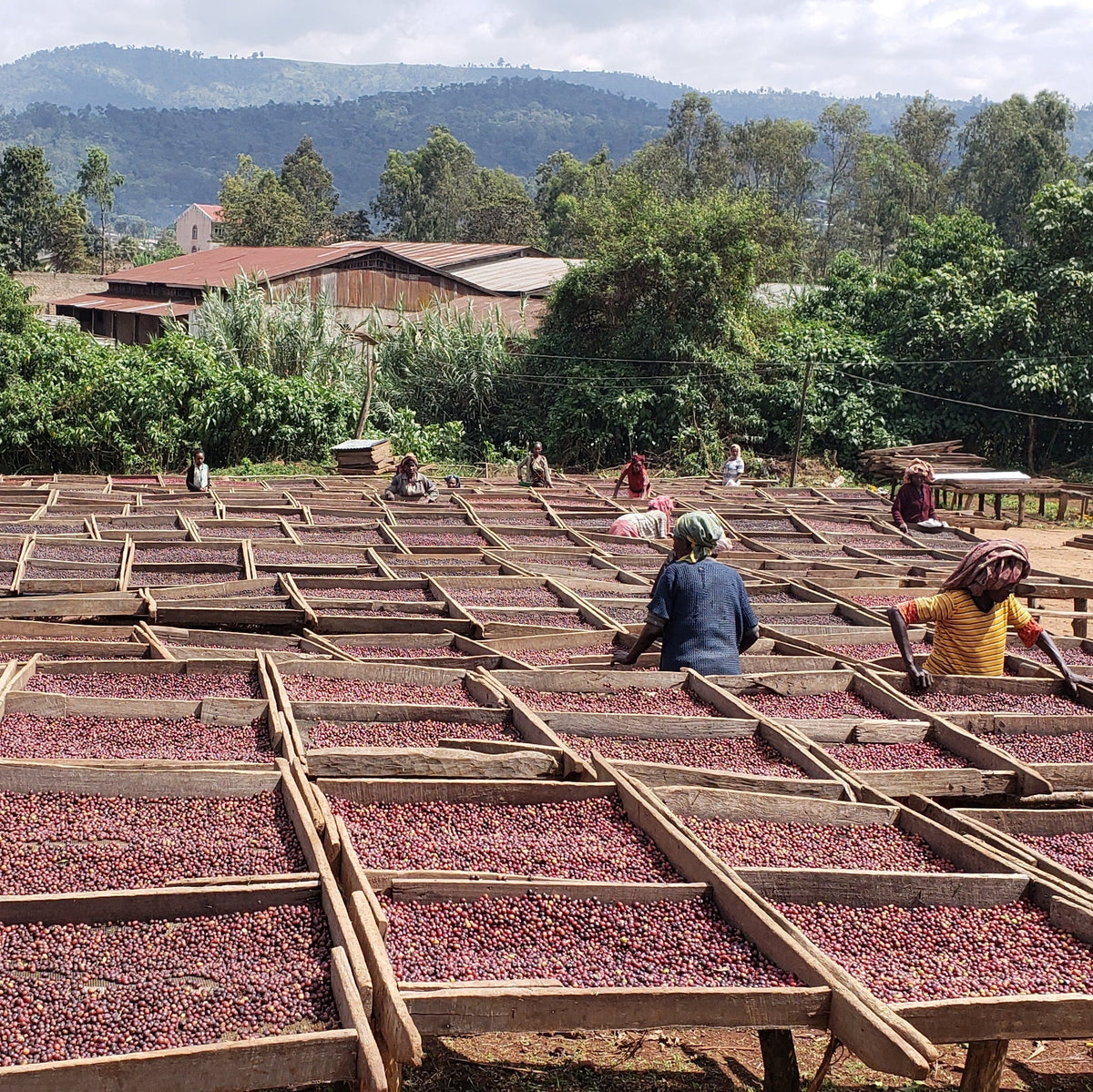 ETHIOPIA YEBESELE NATURAL