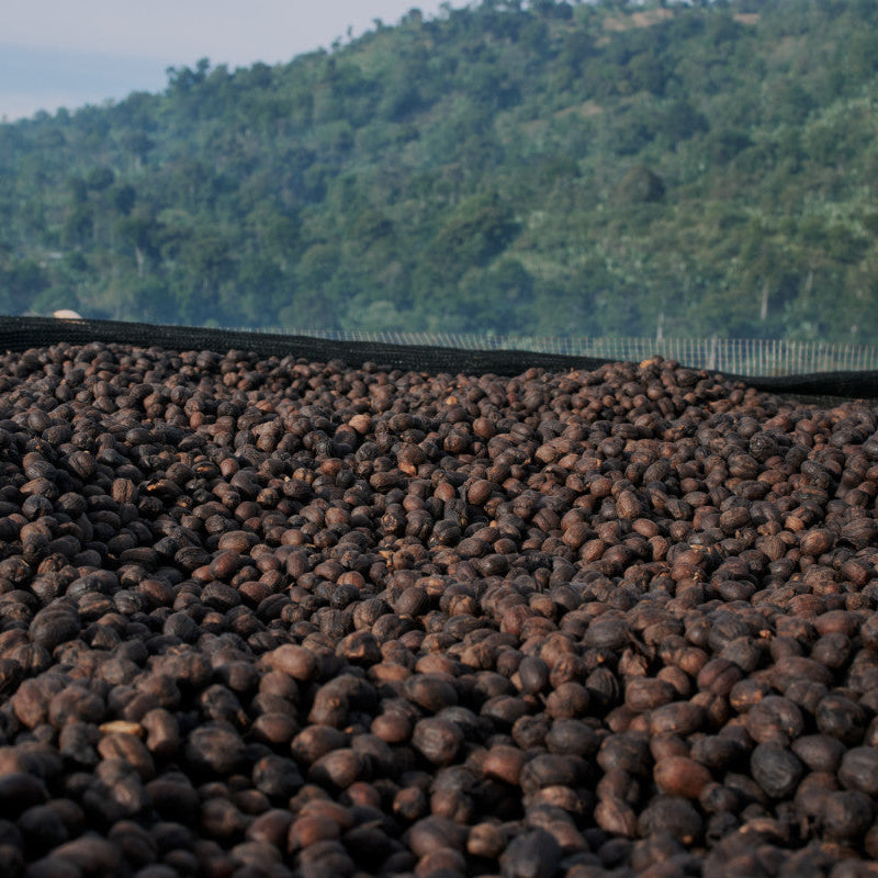 ETHIOPIA YEBESELE NATURAL