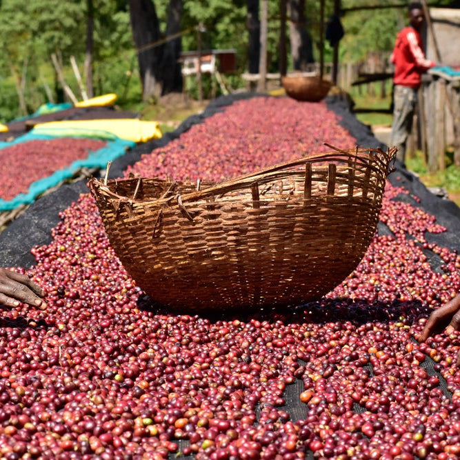 ETHIOPIA YEBESELE NATURAL