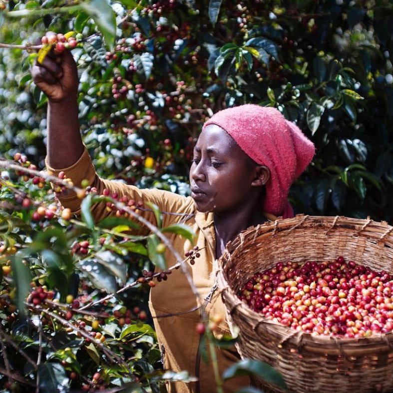 ETHIOPIA YEBESELE NATURAL