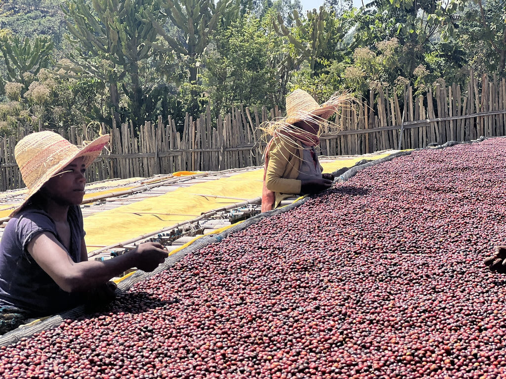 Ethiopia Bombe Natural