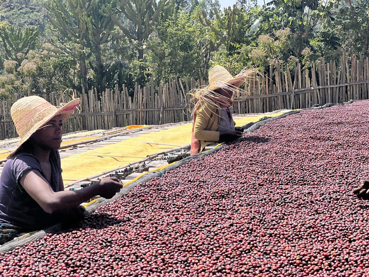 Ethiopia Bombe Natural