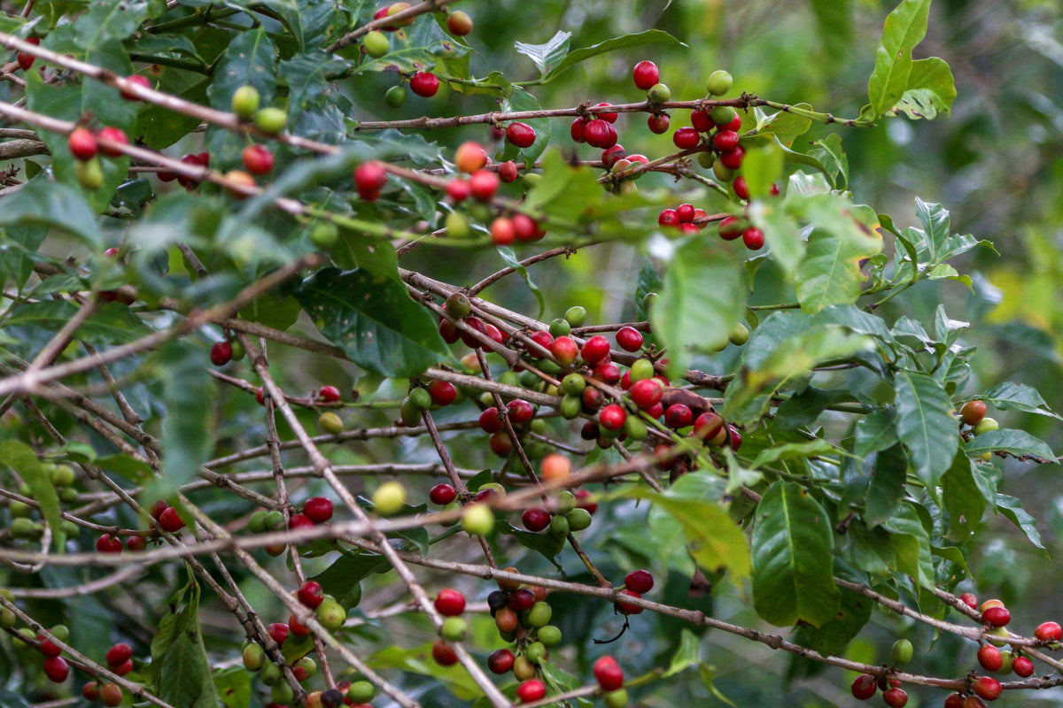 Ethiopia Kayon Mountain Natural