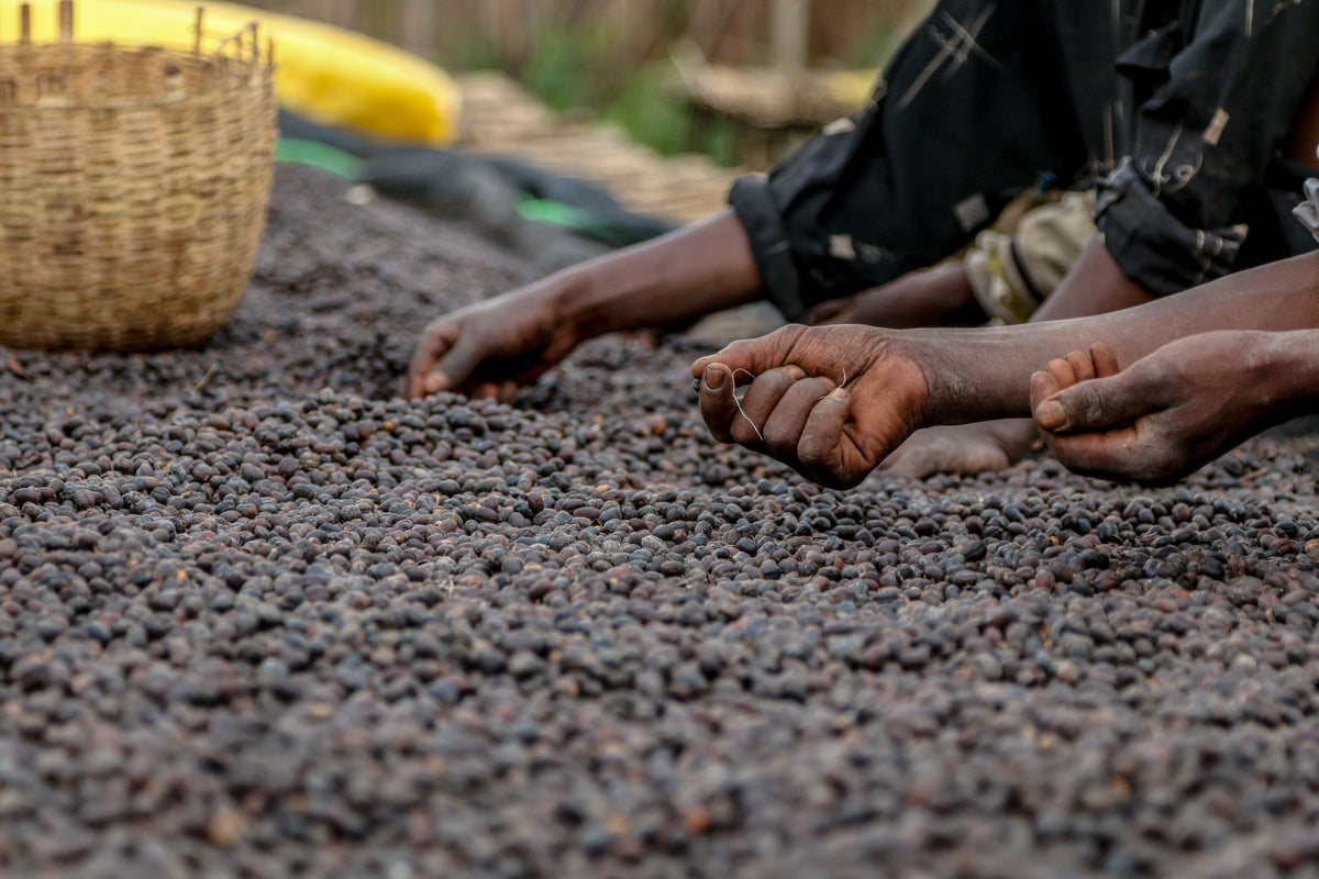 Ethiopia Kayon Mountain Natural