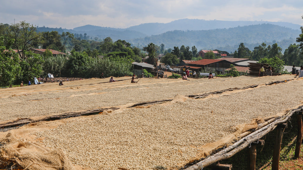 Ethiopia Kayon Mountain Natural