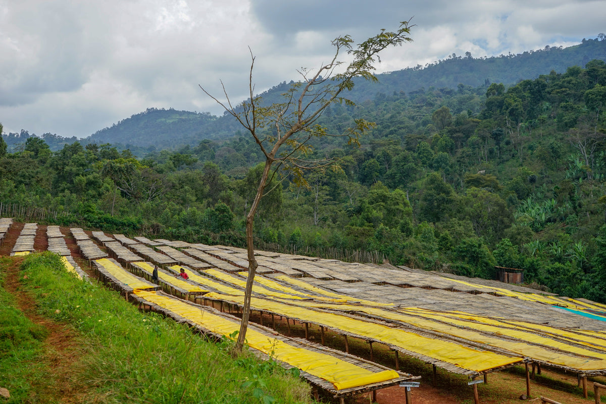 Ethiopia Wuri Yirgacheffe