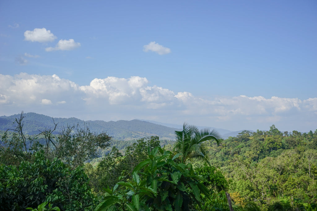 Ethiopia Wuri Yirgacheffe