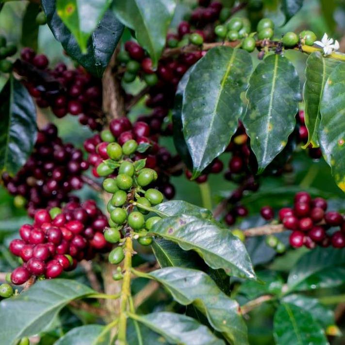 Day Tripper Medium Roast